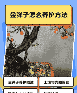 没开花的金弹子怎么养殖