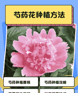 早晨7点芍药花怎么养殖