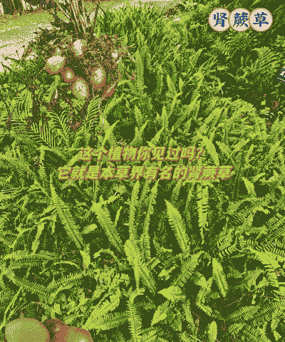 野外挖的蜈蚣蕨怎么养殖