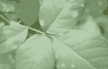 月季花上有白色絮状物