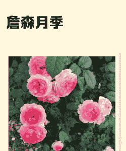 詹森月季是一季花吗