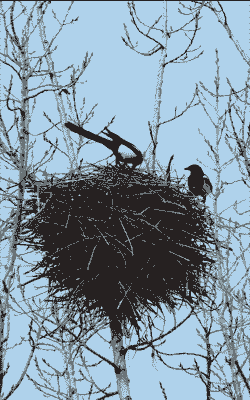 喜鹊在屋里怎么样养殖