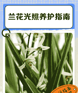 养殖兰花暖光灯怎么选