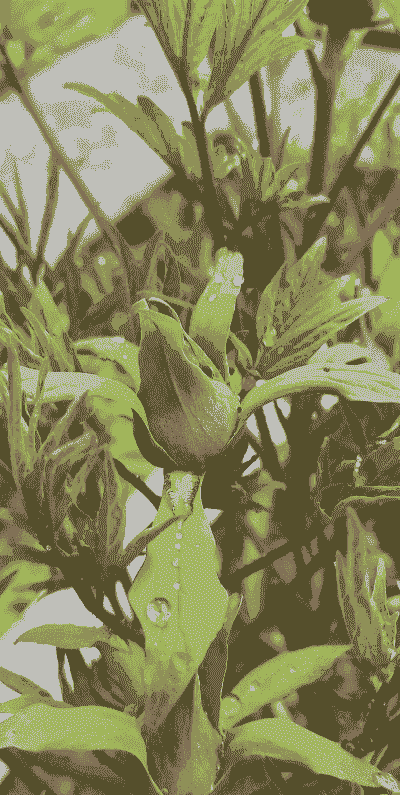 牡丹先长叶还是先长花苞 牡丹先长叶还是先长花苞