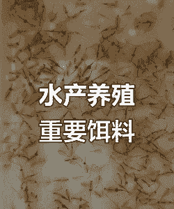 怎么养殖丰年虫比较好