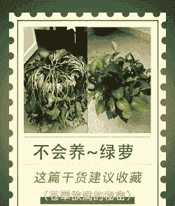 绿萝养殖基地怎么做