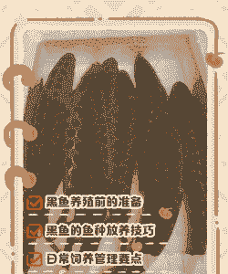 野外捕来的小鱼怎么养殖