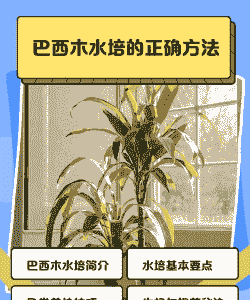 水泡的巴西木怎么养殖