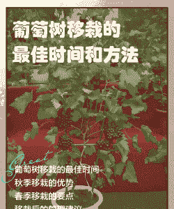 刚移盆的葡萄怎么养殖