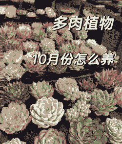 秋天多肉怎么样养殖