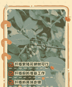 嫁接好的花椒树怎么养殖