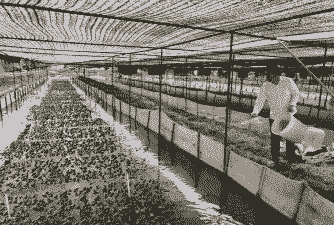 小型青蛙养殖场怎么建