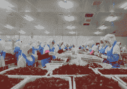 小龙虾养殖公司怎么运作