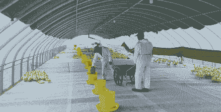 人工养殖大鹅怎么保温的