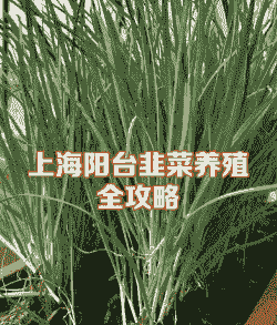 上海韭菜养殖前景怎么样