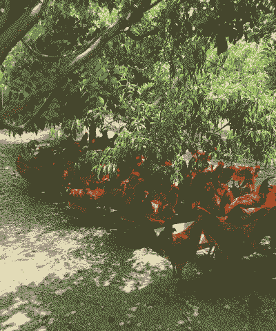 养殖溜达公鸡效益怎么样