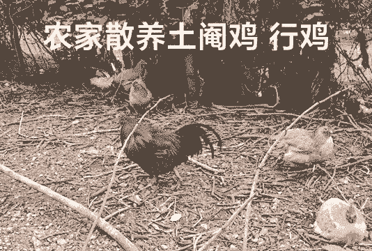 养殖土鸡怎么做销路货