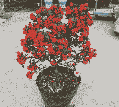 买回家的吉祥果怎么养殖