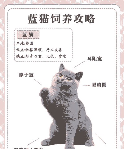 40 天的蓝猫怎么养殖