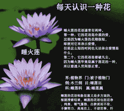 睡莲花的花语和寓意