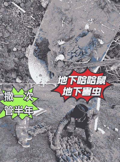 大田养殖怎么防老鼠害虫