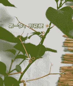 三角梅九月份可以剪枝吗