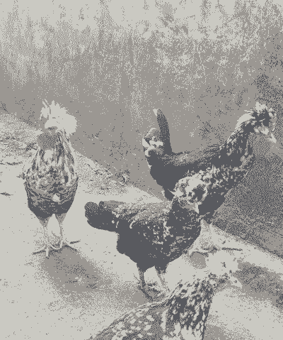 贵妃鸡的养殖情况怎么写