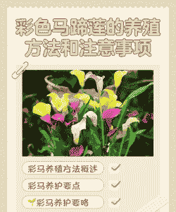 彩色马蹄莲秋季怎么养殖