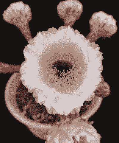 拼多多黑美人花怎么养殖