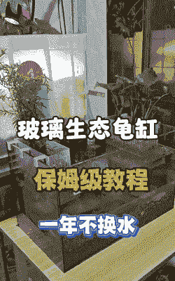 玻璃缸乌龟冬天怎么养殖