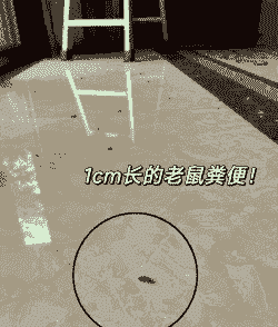 老鼠养殖场粪便怎么处理