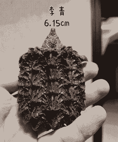 刚出生鳄鱼龟怎么养殖