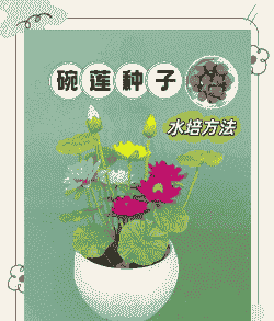 无掌纹的碗莲怎么养殖