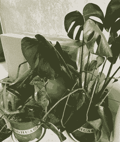 龟背竹冻伤了怎么救