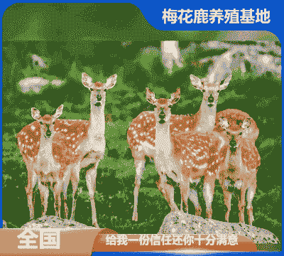 辽宁宠物鹿养殖怎么样