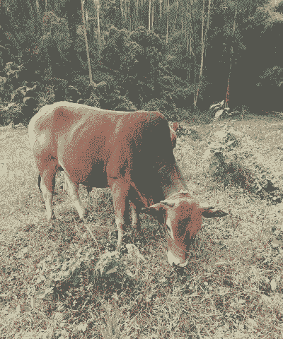 湛江黄牛养殖利润怎么样