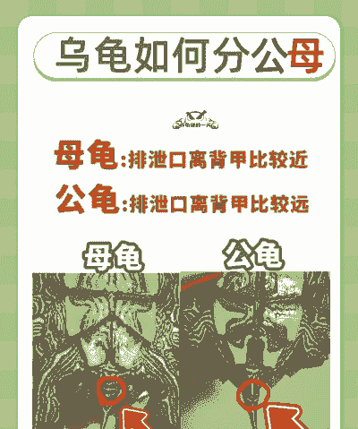 人工养殖乌龟怎么分公母