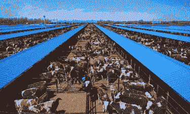 北方养殖业怎么样