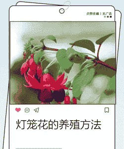 灯笼花的花苞怎么养殖