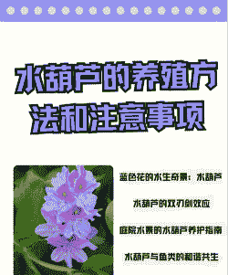 达达香怎么在家用水养殖