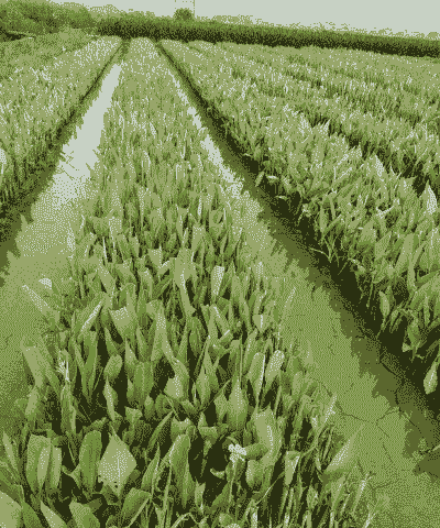 青州水生美人蕉怎么养殖