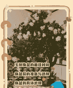 换盆后的玉树怎么养殖