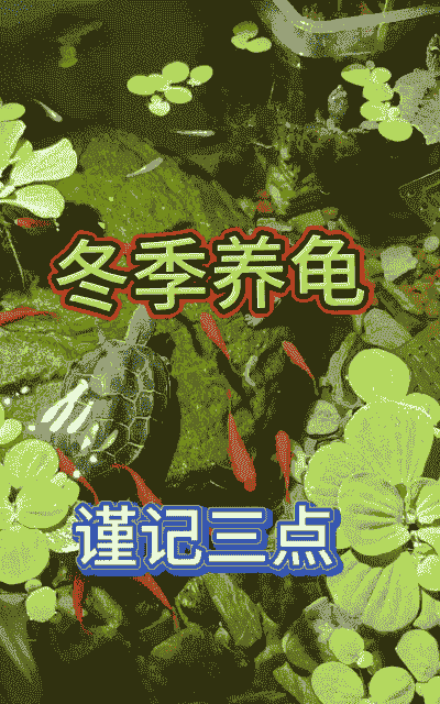 冬天河龟在海南怎么养殖