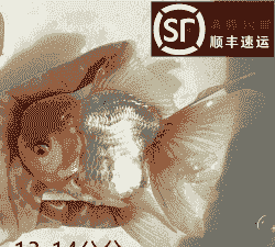 养殖观赏鱼怎么销货呢