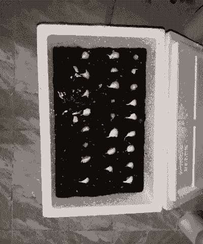 泡沫箱子养殖蒜苗怎么做