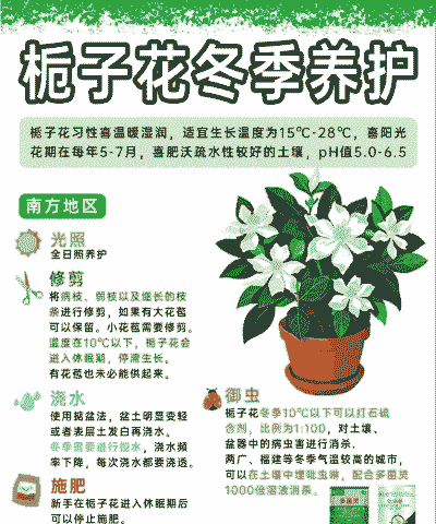 栀子花冬季怎么养殖室内