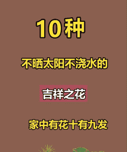 什么花不需要晒太阳