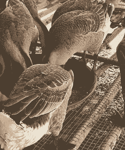 冬季养殖的鸭子怎么养好