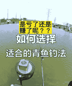 养殖塘方坑怎么钓青鱼