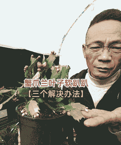 蟹爪兰叶子发黑怎么养殖